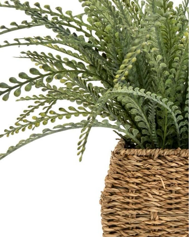 Faux Foliage - Fern in Seagrass Basket