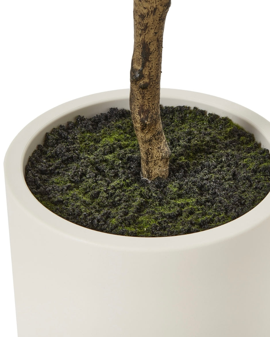 Faux Foliage - Potted Apulla Small Olive Tree